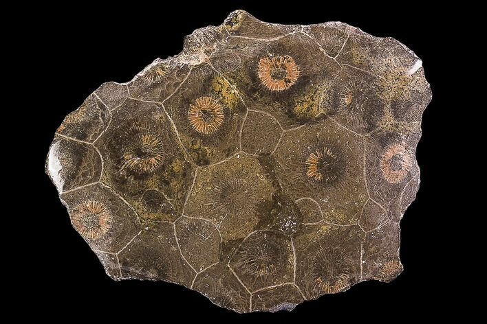 Polished Fossil Coral (Actinocyathus) - Morocco #85040